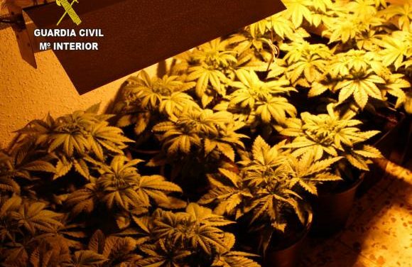 La Guardia Civil desmantela un laboratorio de marihuana y erradica un punto de venta en Acebo