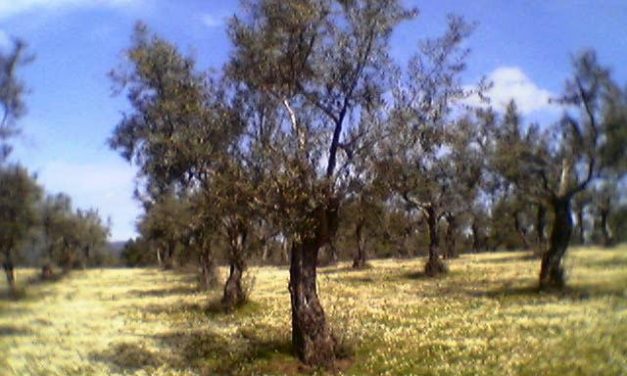 Extremadura destina 2 millones para financiar préstamos a titulares de frutales, olivar, viña y cereal