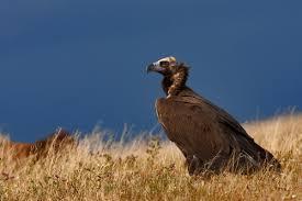 Medio Ambiente aprueba varios planes para la conservación del águila imperial y el buitre negro