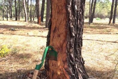 El Centro de Formación del Medio Rural de Moraleja imparte dos cursos sobre la resinación del pino