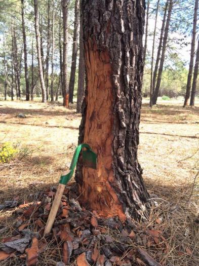El Centro de Formación del Medio Rural de Moraleja imparte dos cursos sobre la resinación del pino