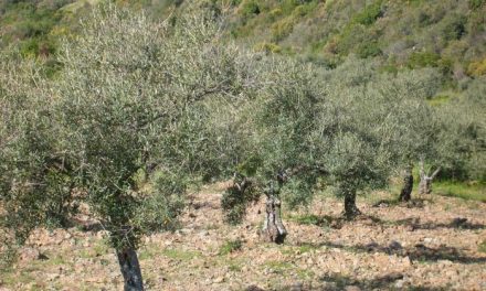 La Agrupación Cultural Amigos de Ahigal abre el certamen poético nacional «Exaltación al olivo»