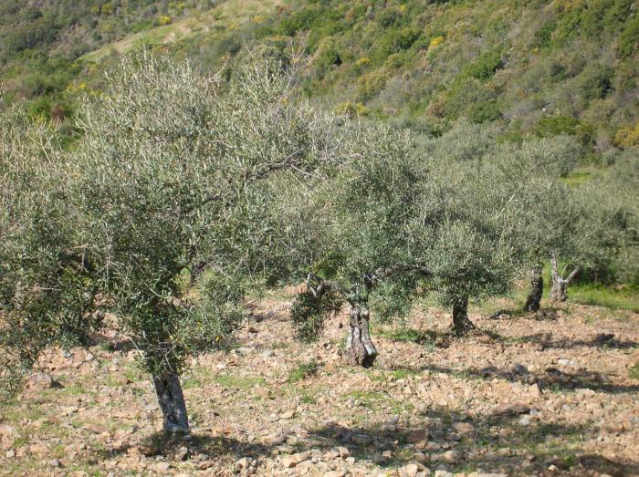 La Agrupación Cultural Amigos de Ahigal abre el certamen poético nacional «Exaltación al olivo»