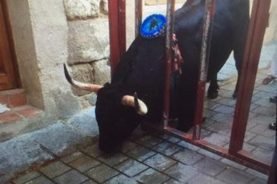 La lidia del toro de la Juventud Cauriense concluye con un herido por asta de toro en la noche del viernes