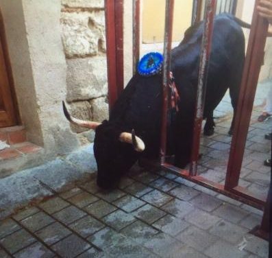 La lidia del toro de la Juventud Cauriense concluye con un herido por asta de toro en la noche del viernes