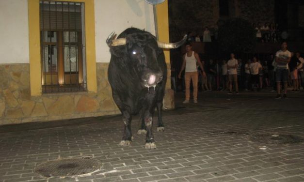 Los primeros festejos taurinos con reses bravas de San Buenaventura transcurrren sin incidentes