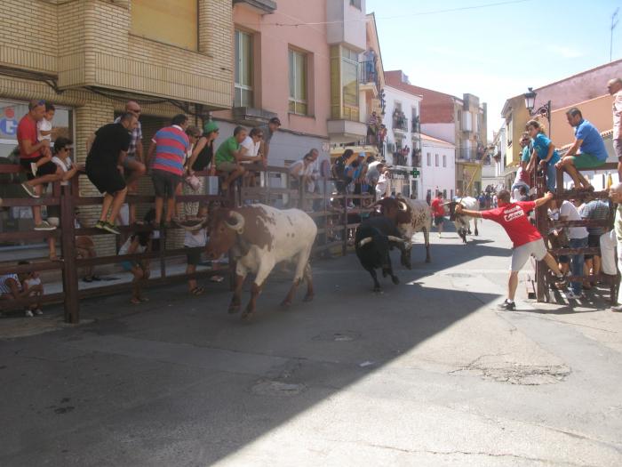 El astado de la Comisión de Festejos protagoniza el encierro más largo de San Buenaventura
