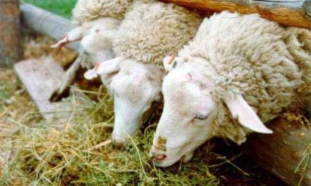 Los ganaderos de ovino y caprino pueden solicitar hasta fin de mes los derechos de prima de reserva nacional