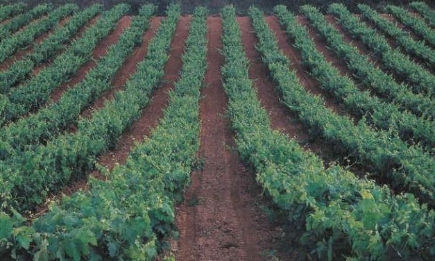 Extremadura, La Mancha y Valencia unen sus esfuerzos en contra de la propuesta sobre la OCM del vino