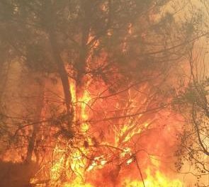 Los alcaldes de Acebo, Perales y Hoyos estiman que más de 10.000 hectáreas han sido afectadas por el fuego
