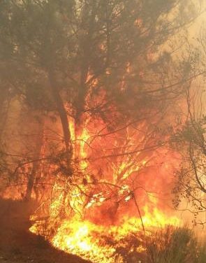 Los alcaldes de Acebo, Perales y Hoyos estiman que más de 10.000 hectáreas han sido afectadas por el fuego