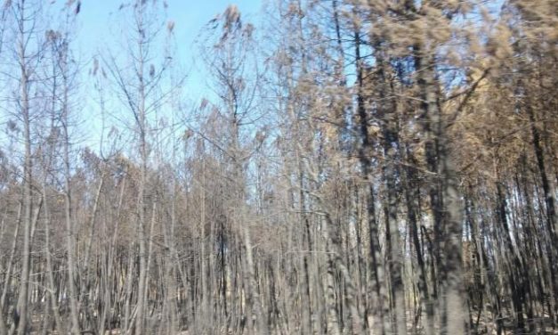 Ecologistas en Acción califica de «desastre ecológico, social y económico» el incendio que asola la Sierra de Gata