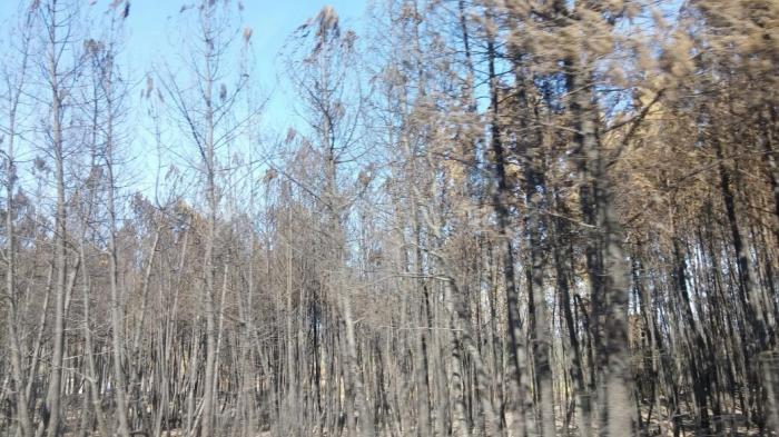 Ecologistas en Acción califica de «desastre ecológico, social y económico» el incendio que asola la Sierra de Gata