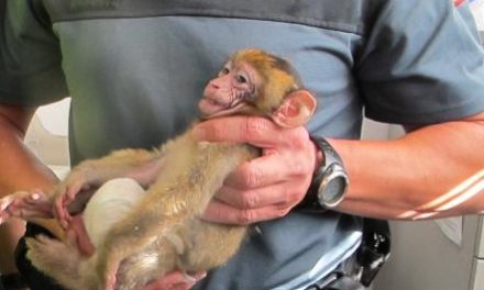 El Seprona decomisa en Mérida un mono a una ciudadana que lo trasportaba clandestinamente a Bélgica