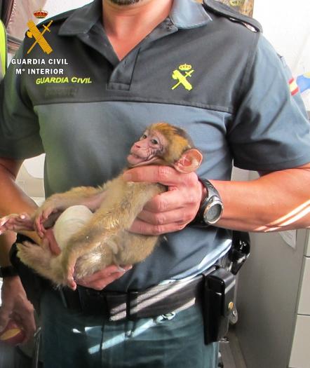 El Seprona decomisa en Mérida un mono a una ciudadana que lo trasportaba clandestinamente a Bélgica