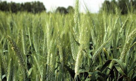 UPA Extremadura advierte de que el alza del precio del arroz y los cereales se trasladará a otros productos