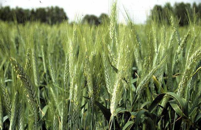 UPA Extremadura advierte de que el alza del precio del arroz y los cereales se trasladará a otros productos