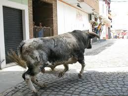 La fiesta de los Cristos de la localidad Calzadilla finalizan con un herido por asta de toro