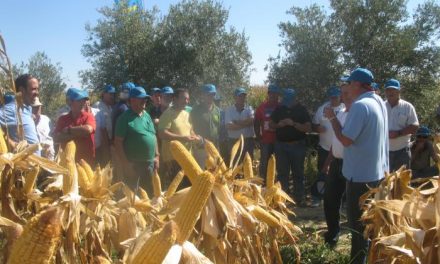 Más de un centenar de agricultores ha participado en un campo de ensayo de maíz en Huélaga