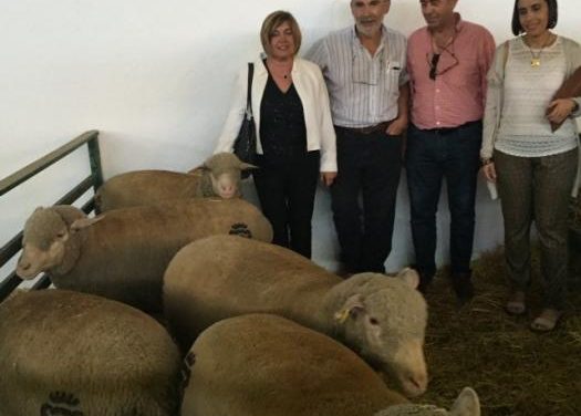 El ganado ovino de las fincas de la Diputación de Cáceres recibe un galardón en la Feria de Zafra