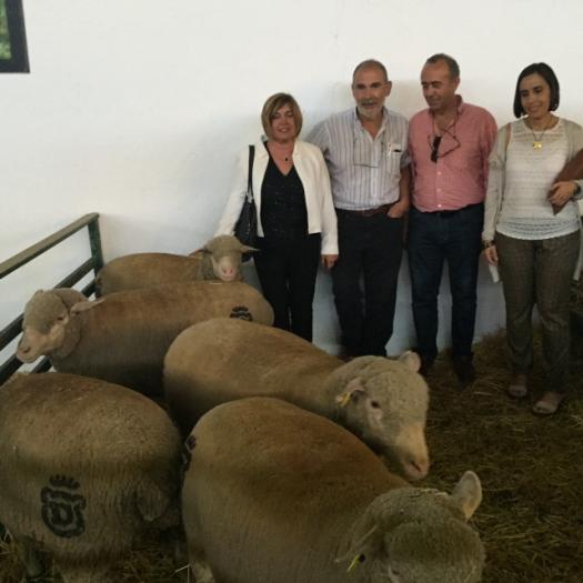 El ganado ovino de las fincas de la Diputación de Cáceres recibe un galardón en la Feria de Zafra