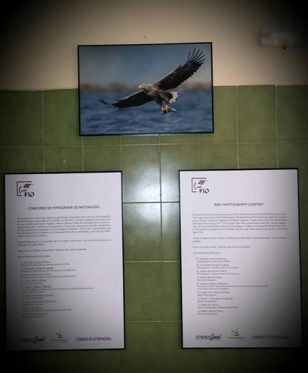 El Colegio Cervantes de Moraleja acoge hasta este viernes una exposición fotográfica sobre ornitología