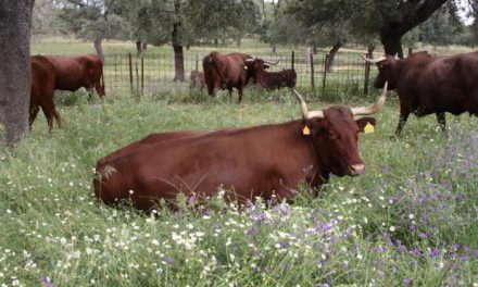 El Centro de Investigación de Extremadura evaluará los efectos del estrés de las reses en la calidad de su carne