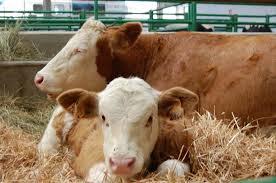 El Ejecutivo regional y las diputaciones ceden 114 cabezas de ganado y 80.000 kilos de paja a Sierra de Gata