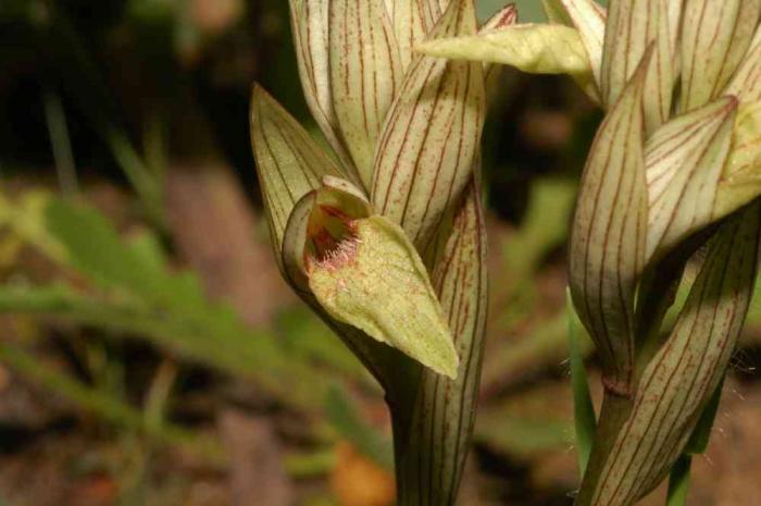 Localizadas en Extremadura varias especies de orquídeas en peligro de extinción y únicas en el mundo