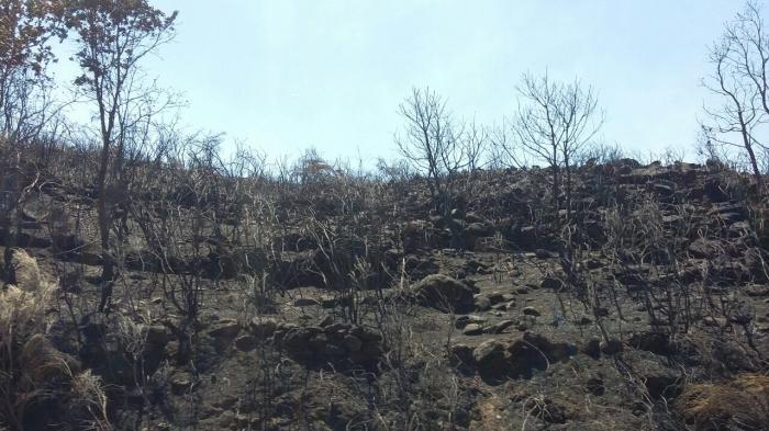 Unas jornadas de Adenex analizarán este domingo las consecuencias  del incendio de Sierra de Gata