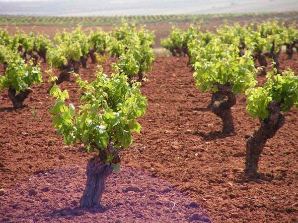 La Junta establece un plazo extraordinario de solicitudes de arranque de viñedos del 4 al 29 de enero