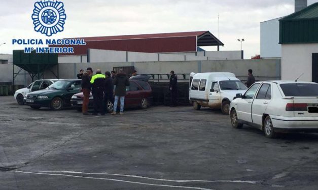 Agentes de la Policía Nacional y Local de Almendralejo se incautan de 1.400 kilos de aceitunas robadas