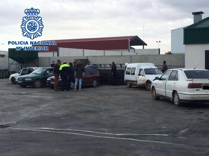 Agentes de la Policía Nacional y Local de Almendralejo se incautan de 1.400 kilos de aceitunas robadas