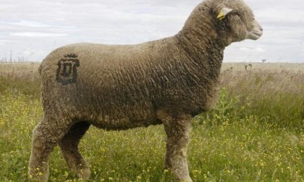 Diputación de Cáceres abre el plazo de solicitud de ejemplares de ganado ovino de raza merina precoz
