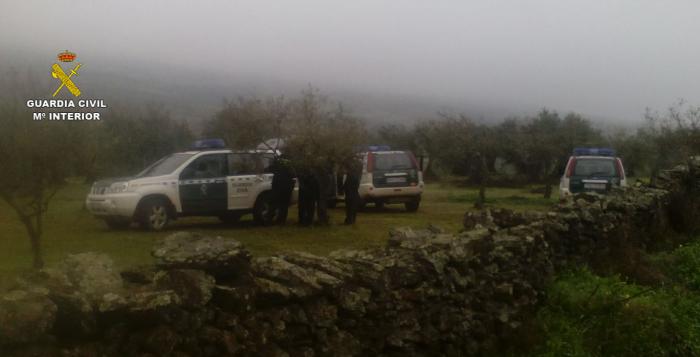 La Guardia Civil sorprende en tres explotaciones agrícolas a once personas sustrayendo aceitunas