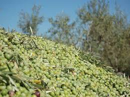 La producción de aceite de oliva en la región supera las 56.000 toneladas en los primeros meses de campaña