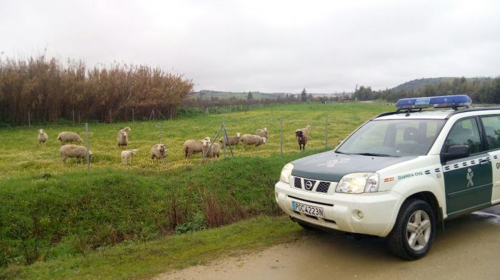 La Guardia Civil localiza dieciséis cabezas de ganado sustraías en una finca de Escurial