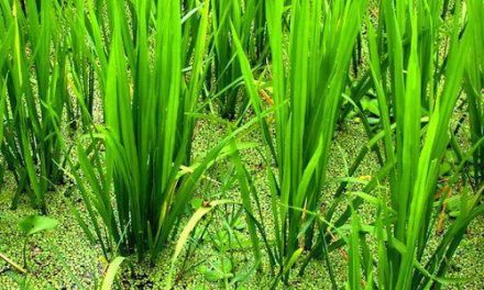 La Asociación de Cocineros demanda que se otorgue la Denominación de Origen al arroz extremeño