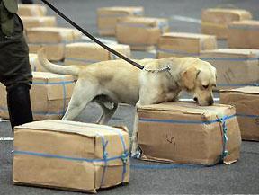 El perro antidroga de Plasencia propicia 177 denuncias por tenencia o consumo en 2015