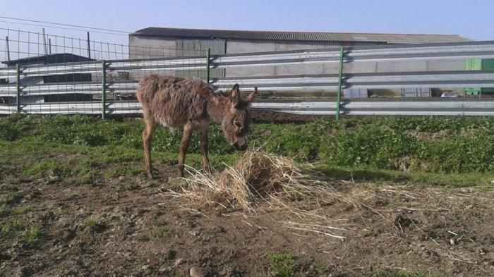 Una protectora de animales demanda ayuda para mejorar la situación de los 130 burros de Guijo de Granadilla