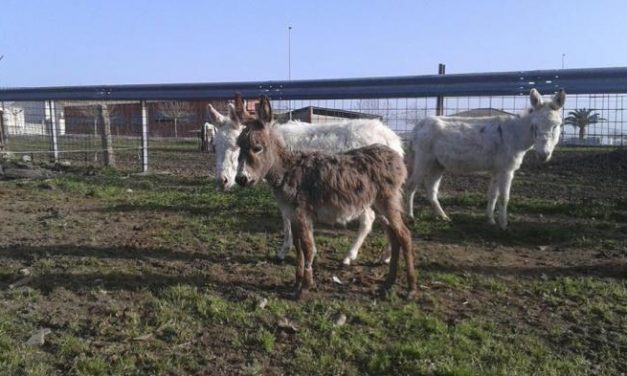 Una protectora de animales demanda ayuda para mejorar la situación de los 130 burros de Guijo de Granadilla