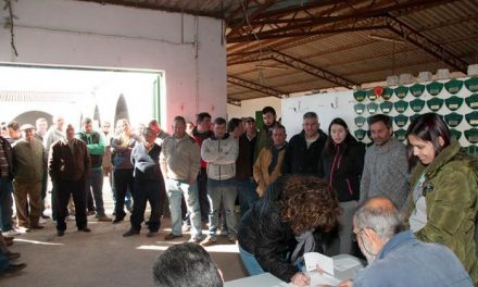 Diputación Provincial de Cáceres sortea más de dos centenares de ejemplares de merino precoz
