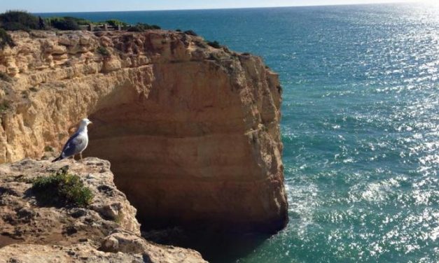 La región lusa del Algarve presentará por primera vez sus recursos ornitológicos en la nueva edición de FIO