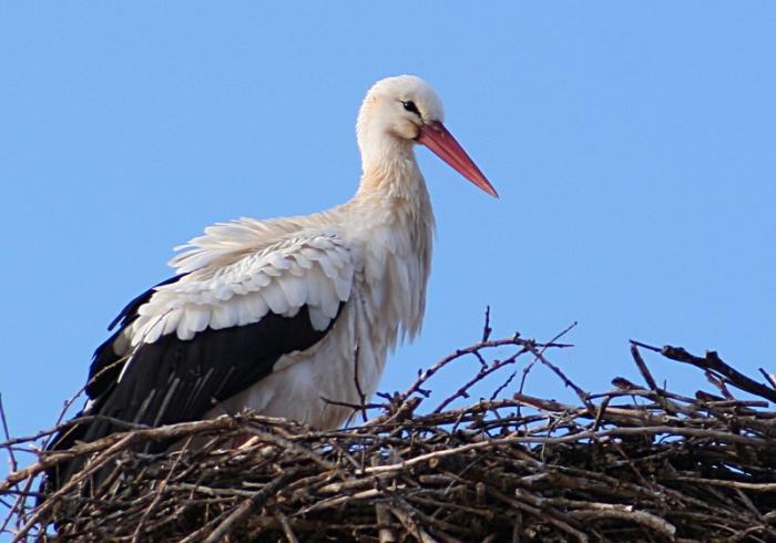 El colectivo SEO/Birdlife reitera la necesidad de proteger las cigüeñas blancas en Extremadura
