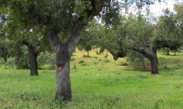 La Junta de Extremadura abre el plazo para solicitar el Plan de Calas en los alcornocales extremeños