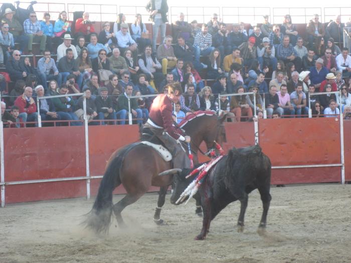 El diestro João Maura  triunfa en la corrida de rejones de la Feria del Toro de Coria con cuatro orejas