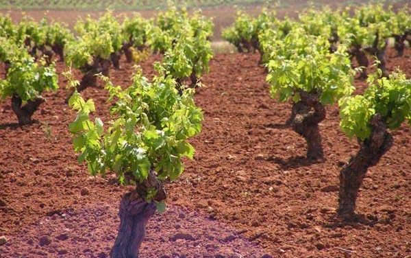 Agricultura recomienda tratamientos preventivos para frenar la aparación del «mildiu» en los viñedos
