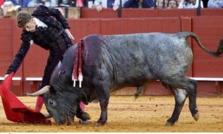 Los consistorios de Coria y Moraleja felicitan a Victorino Martín por el indulto de un toro en la feria de Sevilla