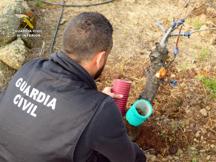 La Guardia Civil detiene a tres personas como autores del robo de 300 kilos de cobre y varios cerezos