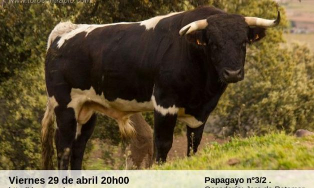 Rincón del Obispo dará comienzo a las fiestas de San José Obrero con la lidia de un toro y una vaca este viernes